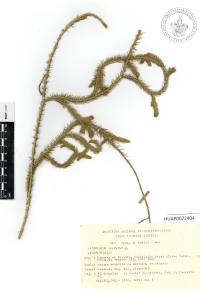 Lycopodium clavatum image